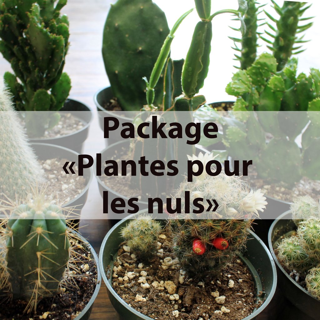 Ensemble de plantes "Pour les nuls"! | Idée Cadeau Québec