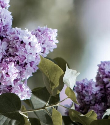 Cadeau pour maman – Le lilas à l’honneur pour la fête des Mères