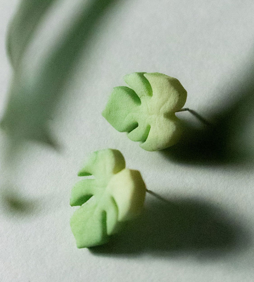 Puce d’oreilles Monstera